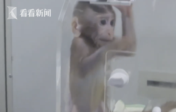 人猴嵌合胚胎的醫(yī)學突破與倫理挑戰(zhàn)